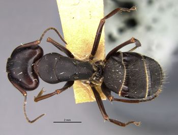 Media type: image;   Entomology 21447 Aspect: habitus dorsal view